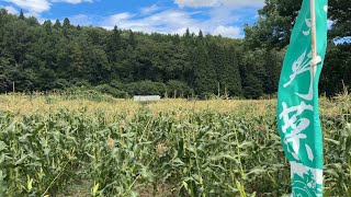 もろこし街道　小林農園(Nagano)