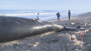 Dead humpback whale washes ashore in Kitty Hawk