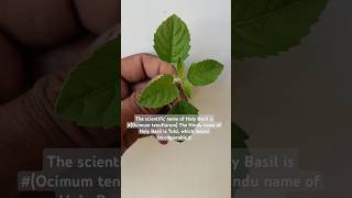 What is the scientific name of Tulsi?