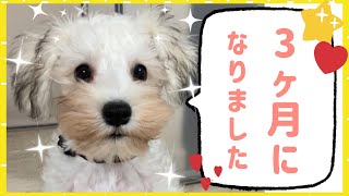 【 3ヶ月puppy 】ちょっと一息！ コーヒーのお供にゆるるはいかが？ ミニチュアシュナウザー【 short video 】