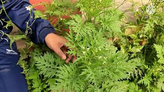 PARTHENIUM: CONGRESS GRASS: HINDI