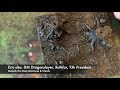 dwarven forge dreadhollow forest unboxing heavy forest pack unpainted