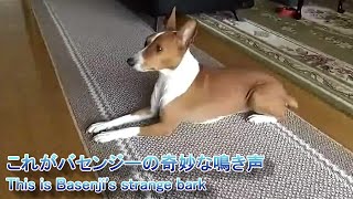 これがバセンジーの奇妙な鳴き声　This is Basenji's strange bark