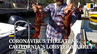 Coronavirus threatens California’s lobster industry