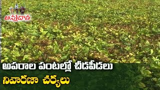 పెసర, మినుము పంటల్లో చీడపీడలు | Pest & Disease Management in Black & Green gram