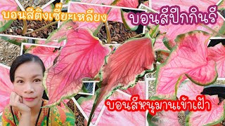 เหมือนกันตรงไหน บอนสีติงเซี๊ยะเหลียงvsบอนสีหนุมานเข้าเฝ้าvsบอนสีปีกกินรี