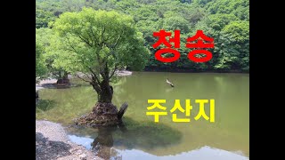 1301탄 (240619)  경북 청송  주산지  저수지  왕버들나무