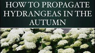 HOW TO PROPAGATE HYDRANGEAS