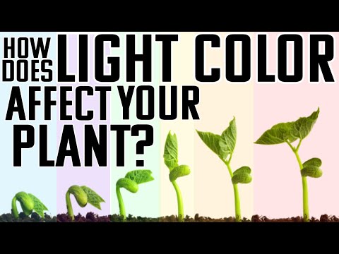 What color light do plants grow worst in?