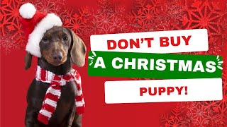 Dont buy a puppy for a Christmas gift | Dog Works Radio