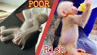 Full process of rescue a poor Baby Monkey from super tiny to be so well until now