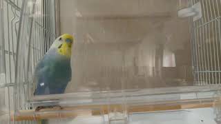 アントニオ猪木さんのものまねをするセキセイインコ