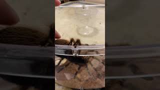 Chaco golden knee tarantula 巴西巨人金直間毛蛛- 回去容器吧！