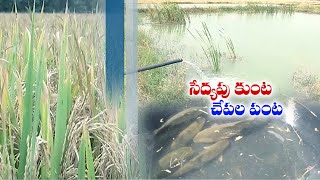 కరీంనగర్‌ జిల్లాలో నీటికుంటలకు పెరుగుతున్న ఆదరణ