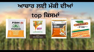 ਆਚਾਰ ਲਈ ਮੱਕੀ ਦੀਆਂ top ਕਿਸਮਾਂ Best variety of maze seeds for silage