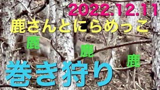 2022.12.11 鹿さんとにらめっこ 巻き狩り猟