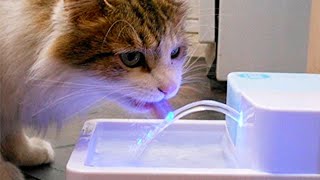 10 Gadgets Pour Votre CHAT Qui Valent La Peine D'Être Achetés