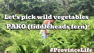 Let’s Pick Pako (fiddleheads fern) | Cooking Pako | province life