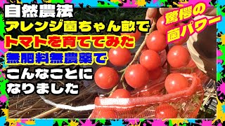 肥料代０円 苗代０円 無肥料 自然農法 土着菌のみで トマト栽培したら…こんなことになってしまった///畝の立て方から収穫までダイジェスト