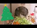 ハムスターへクリスマスプレゼントでおやつをいっぱい買ったので開封していく🐹