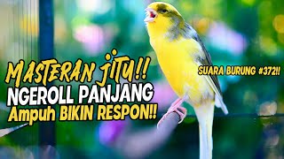 SUARA BURUNG |372| Kenari GACOR PANJANG INI Cocok untuk Masteran KENARI PAUD dan Kenari Macet BUNYI