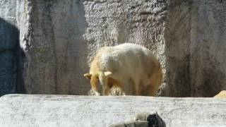 ホッキョクグマ バフィンとモモ 2017/2/12 雪のプレゼント 砂場で茶熊になるバフィン Polar Bear, Baffin