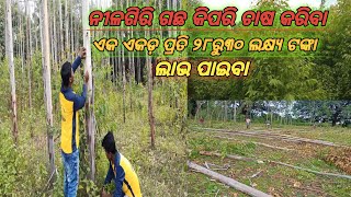 how to nilagiri tree farming /ନୀଳଗିରି ଗଛ କିପରି ଚାଷ କରିବା /ନୀଳଗିରି ଗଛ କିପରି ଲଗାଇବା /koshal chashi