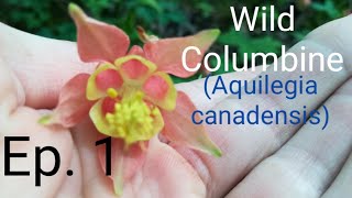 Southern Ontario's Native Plants \u0026 Wildflowers || Ep. 1 Wild Columbine (Aquilegia canadensis)