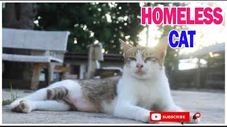 CUTE HOMELESS CAT - ABANDONED CATS LIVING FREELY IN THE PUBLIC PLACES - ABANDONED ANIMALS TV