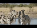 powerful animals in the wild world 4k hdr with cinematic sound