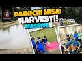 DAINICHI NISAI HARVEST!!