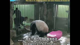 大熊猫萌萌和徐姥爷的感情有多深？How deep is the relationship between giant panda Mengmeng and Grandpa Xu?#giantpanda