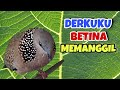 Derkuku djawa gacor suara bening, Masternya bikin nyaut