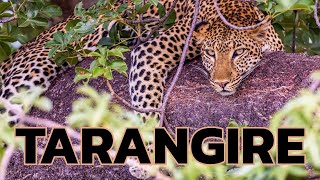 Tarangire National Park, Tanzania Safari! Stay at Rivertrees Country Inn and Ndovu Tented Camp