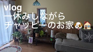 (vlog)お家大好き私の休日/刺繍練習/温かい晩ご飯/犬🐶