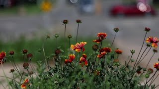 Grasslands Unlimited plant wildflowers on Omaha medians