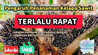 Pengaruh Penanaman Kelapa Sawit Terlalu Rapat