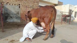 Sahiwal Cow for Sale, ਸਾਹੀਵਾਲ ਗਾਂ ਵਿਕਾਊ