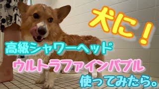 【検証】高級シャワーヘッド　ウルトラファインバブルを使ってみたコーギー犬コナン