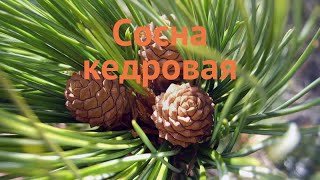 Сосна кедровая (pinus cembra) 🌿 кедровая сосна обзор: как сажать, саженцы сосны