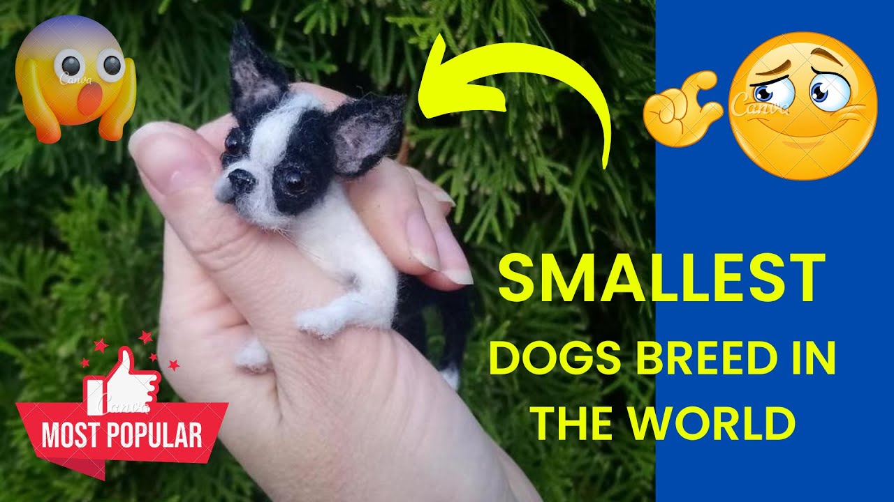 Unbelievably Cute! Top 10 Smallest Dog Breeds In The World | Must-See ...