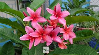 Plumeria Kimberly Rose। A Beautiful Plumeria at Agri Aqua Bd, Bangladesh.