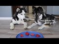 will my huskies steal food while i m away