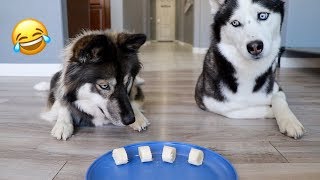 Will My Huskies Steal Food While I'm Away?
