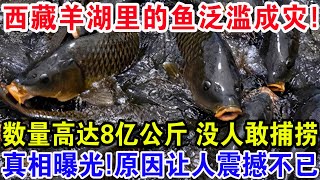 西藏羊湖里的鱼泛滥成灾！数量高达8亿公斤没人敢捕捞，真相曝光原因让人震撼不已