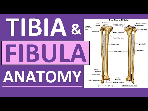 Is the bone that articulates with both the tibia and fibula?