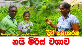 නයි මිරිස් වගාවෙන් දිවි සරුකරගමු | නයි මිරිස් වගාවෙන් සාර්ථක වූ මීගස්දෙනියේ ලක්මිණි ගුණසේකර මහත්මිය