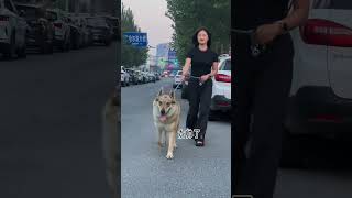 听说捷克狼犬这玩意长大贼好看。试一试。#捷克狼犬