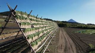 冬の風物詩　大根やぐら　鹿児島県南九州市