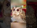 after a man rescued an injured owl animals love shorts